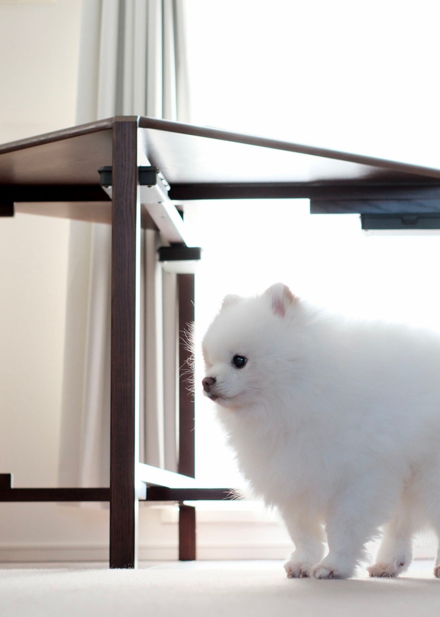 MJ88 Foldable Mahjong Dining Table – under-table view with fluffy white dog (Pomeranian) standing underneath 麻雀餐桌,日本製,桌下可見一隻蓬鬆的白色狗狗 Momo(博美犬)悠閒地站立。