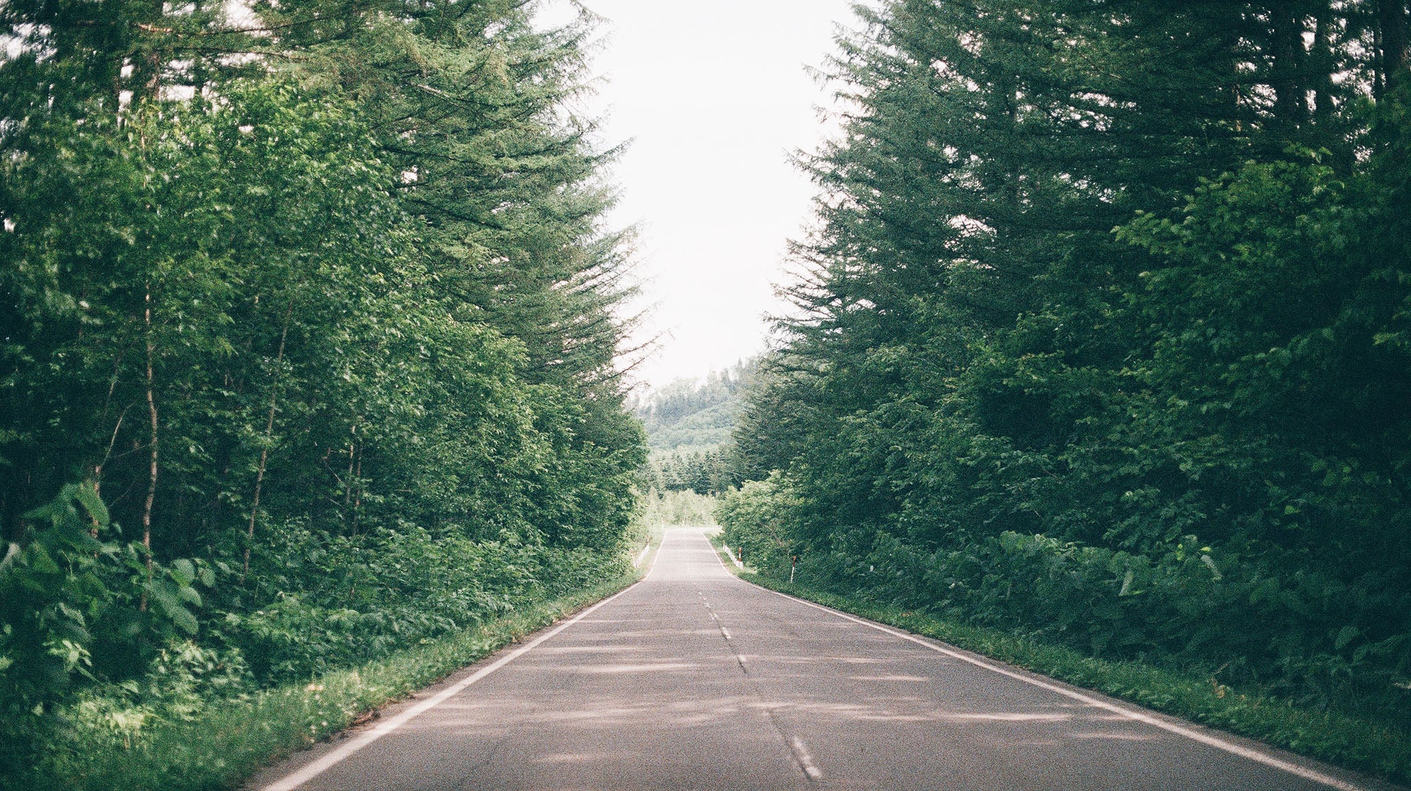 Road leading through lush pine forest in Dōtō region, Hokkaido 通往北海道道東茂密松林的筆直道路