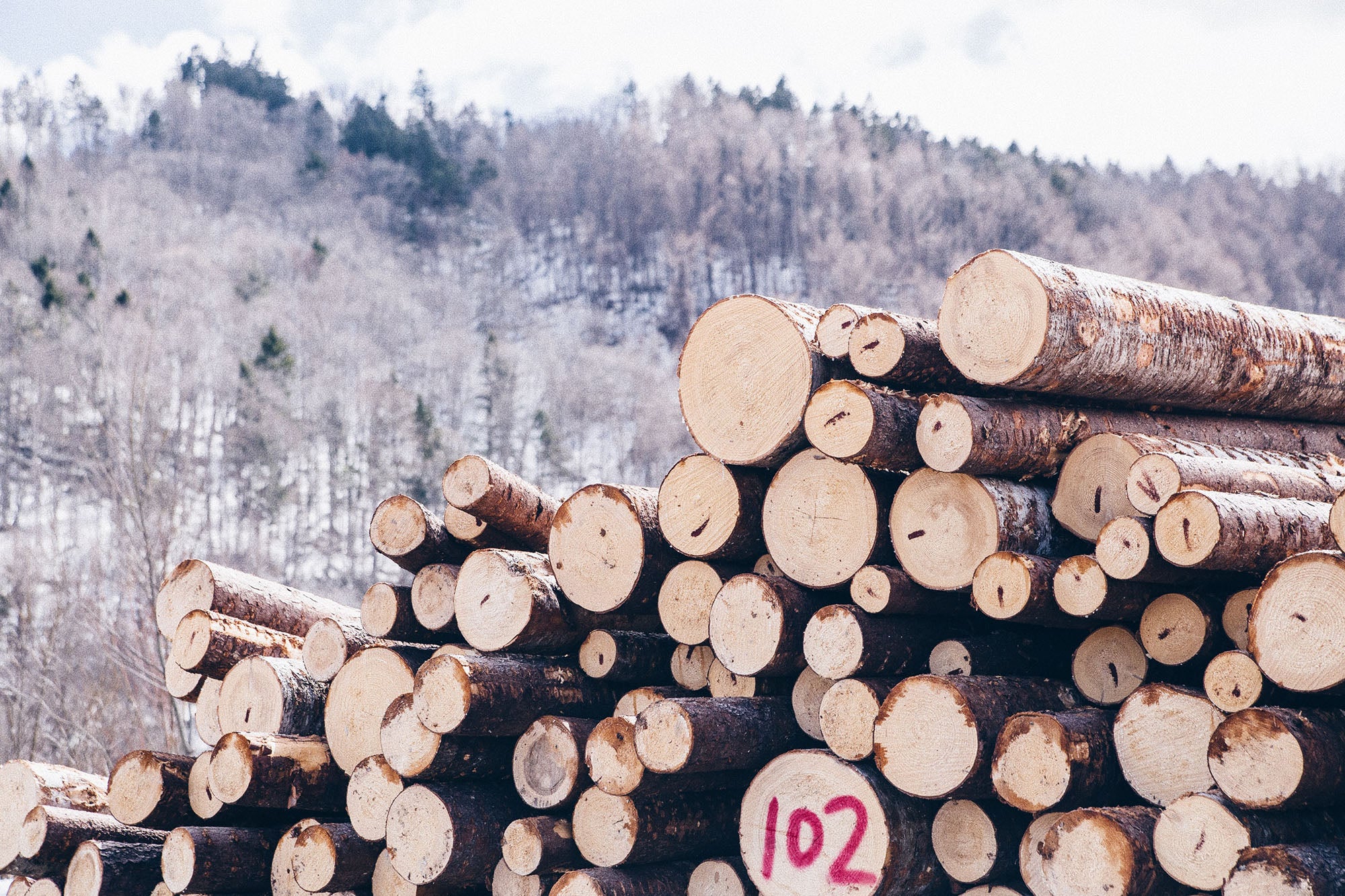 Pile of neatly cut Hokkaido Oak timber logs, freshly sourced from snowy forests of Hokkaido 整齊堆疊的北海道橡木原木，取自北海道雪地森林